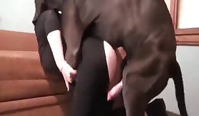 Mulata do Brasil cheia de teso sendo chupada - sexo de cachorro,sexo foda animal